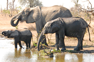 647-South Africa_elephants.jpg